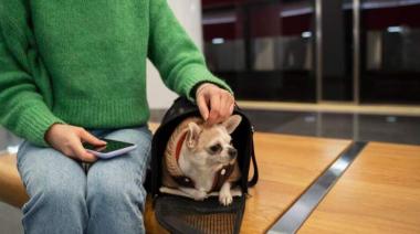 Autorizan el traslado de mascotas en trenes y colectivos de larga distancia