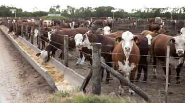Los feedlots siguen sin mostrar señales de recuperación económica