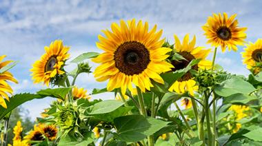 Soja, girasol, carne y cuero: los puntos altos de la suba de las exportaciones