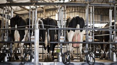 Los tambos bonaerenses siguen en alerta por la suba de Ingresos Brutos