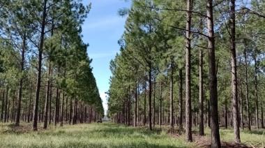 El Gobierno lanzó una nueva herramienta digital para la industria forestal