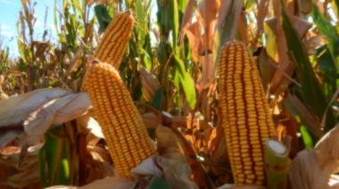 Maíz: identifican genes que ayudan a resistir enfermedades de la espiga