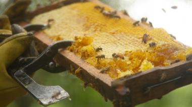 Cómo cuidar las abejas: las olas de calor, un riesgo para las colmenas