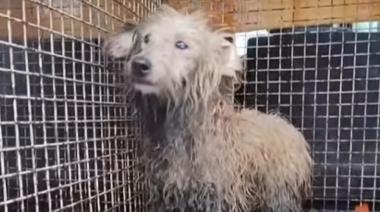 Pehuellitas realizó un rescate de emergencia en el Canal Alvarado