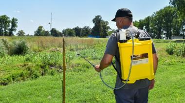 Continúan las tareas de fumigación y mantenimiento del arbolado urbano