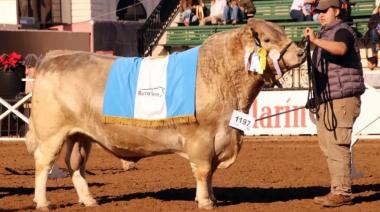 Histórico: un toro bonaerense se consagró campeón mundial