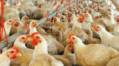 Detectaron un caso de gripe aviar y el Gobierno suspendió exportaciones