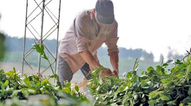 Reforma laboral: ¿qué cambia desde hoy con respecto al trabajo agrario?