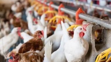 Gripe aviar: detectan un nuevo caso en un establecimiento avícola bonaerense
