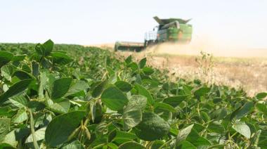“Oro verde”: la soja trae más dólares al país que el petróleo y los autos juntos