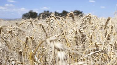 Impacto de la guerra en el agro argentino: el costo de producir trigo sube hasta 11%