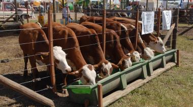 Las razas bovinas multiplicarán su presencia en Expoagro 2026