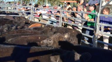 Angus lanzó un nuevo programa de certificación destinado a terneras