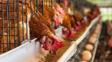 Gripe aviar: productores de huevos reclaman una vacunación masiva