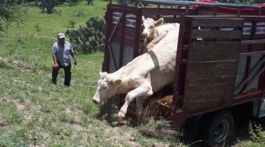 Legisladores bonaerenses alertan por el incremento del robo de ganado