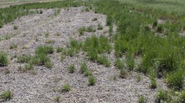 Malezas: emiten una nueva alerta roja por un raigrás multirresistente