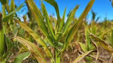 Aumenta la presión por chicharritas, pero no afecta los rindes del maíz