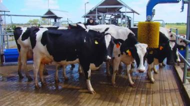 El salto productivo de robotizar el tambo: 30.000 litros por hectárea