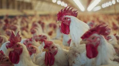 Argentina recupera el estatus libre de gripe aviar y reabre las exportaciones