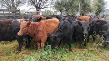 El rodeo vacuno volvió a caer: se perdieron más de 700.000 cabezas en solo un año