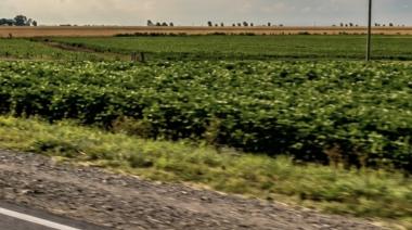 Uso productivo: proponen una ley para volver a sembrar en las banquinas