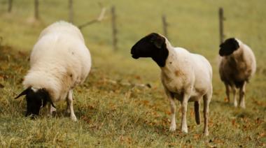 Alerta por la "Oveja Loca": detectan los primeros casos de scrapie en Argentina