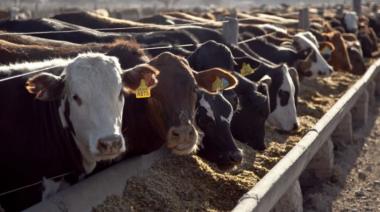 Demandas del mercado: los feedlots apuestan a vender animales más pesados