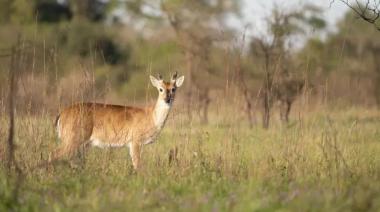 Habilitan la caza controlada de jabalíes para proteger al venado de las pampas