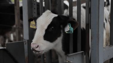 La trazabilidad electrónica bovina comienza a aplicarse en los frigoríficos