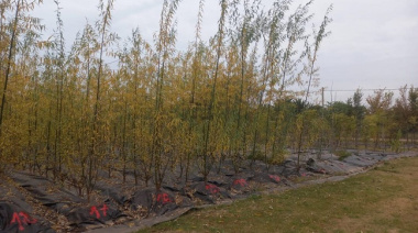 Venta de árboles producidos en el vivero municipal destinados a la zona rural