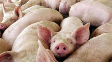 Triquinosis: Senasa refuerza los controles ante la detección de nuevos casos