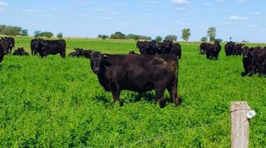 La carne magra gana terreno en el mundo y abre una gran oportunidad para Argentina