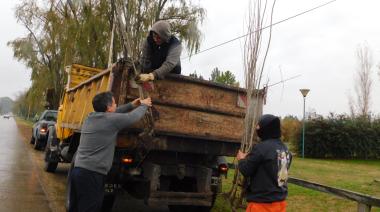 Plantan más de 200 árboles en el acceso al Aero Club nuevejuliense