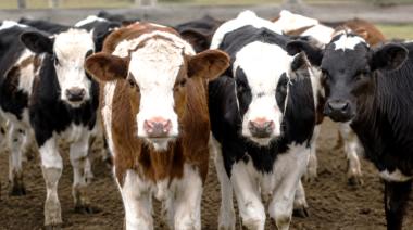 Desarrollan vacuna bovina para reducir el riesgo de Síndrome Urémico Hemolítico