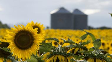 Las exportaciones del complejo del girasol crecieron un 160%
