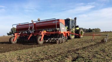 Expectativas renovadas para el trigo: la siembra recupera hectáreas