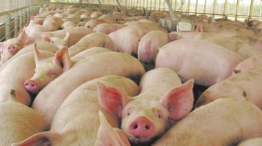 Confirman un brote de triquinosis con foco en General Madariaga