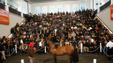 Pagaron 150 millones por un padrillo en la Rural