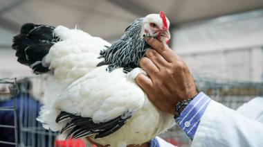 Sin la gripe aviar como gran amenaza, las aves volvieron a Palermo