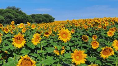 El girasol no quiere perder el tren y va por otro año de expansión