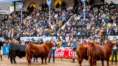 Angus volverá a ser la raza más convocante de la Rural de Palermo