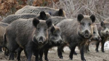 El avance del jabalí europeo provoca pérdidas millonarias en el país