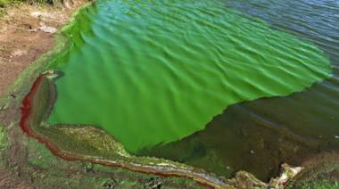 Cianobacterias: alerta naranja en Trenque Lauquen y 16 municipios bonaerenses