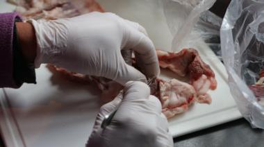 El Laboratorio Municipal de Pehuajó realizó más de 600 análisis de triquinosis