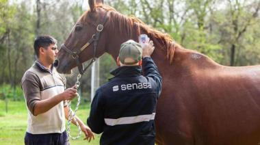 Identificación digital: los caballos argentinos también deberán llevar chip