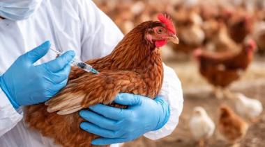 Detectan un nuevo caso de gripe aviar y activan el protocolo sanitario