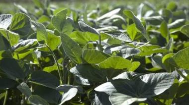 Autorizan una nueva soja genéticamente modificada con tolerancia a cuatro herbicidas