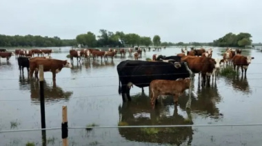 Declaran la emergencia agropecuaria por inundaciones en Nueve de Julio y Necochea