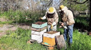 Las abejas también se preparan ante El Niño: claves para proteger las colmenas