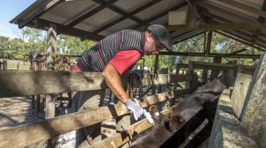 Vacunación antiaftosa: reglamentan el proceso para la libre elección de veterinarios